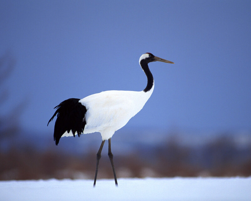 Red-crowned Crane in Snow — White, Serene
