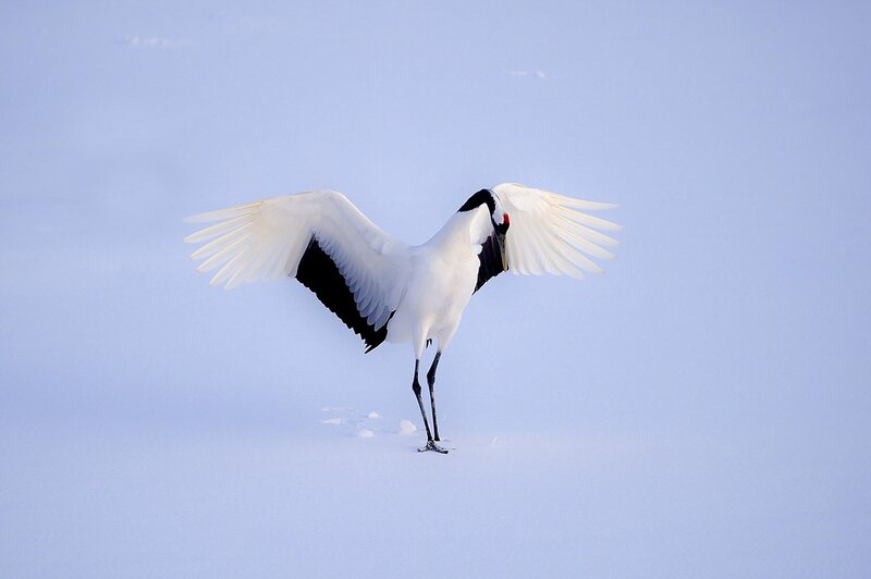 Red-crowned Crane in Snow — White, Serene, Winter