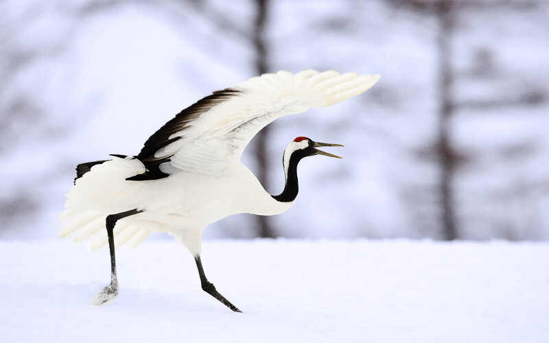 Red-crowned Crane in Snow — White