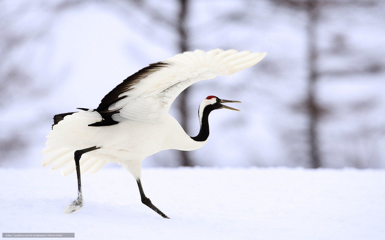 Red-crowned crane in snow