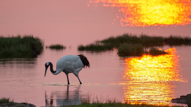 Red-crowned Crane