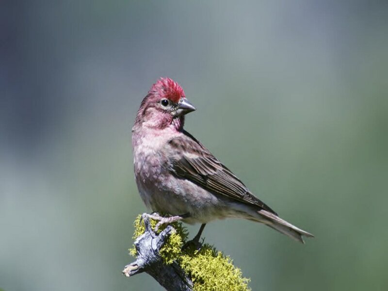 Red-crowned Finch