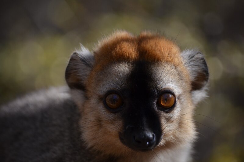 Red-crowned Lemur