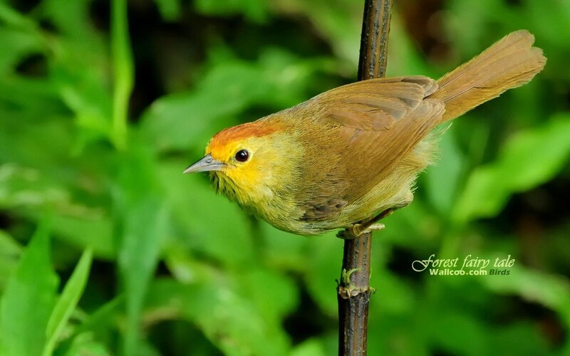 Red-crowned Warbler perched