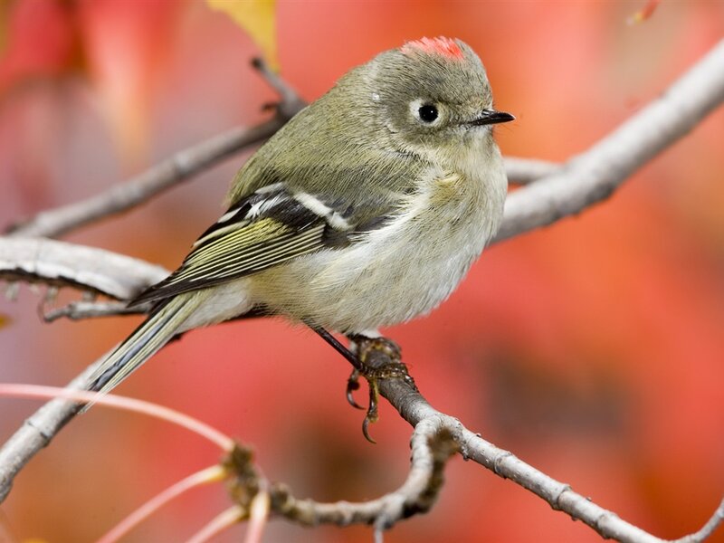 Red-crowned Warbler — Red