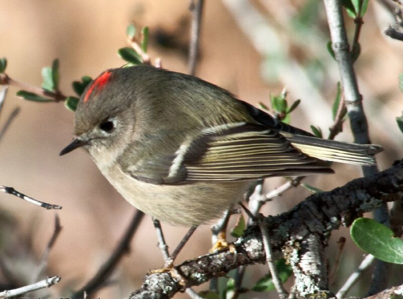 Red-crowned Warbler