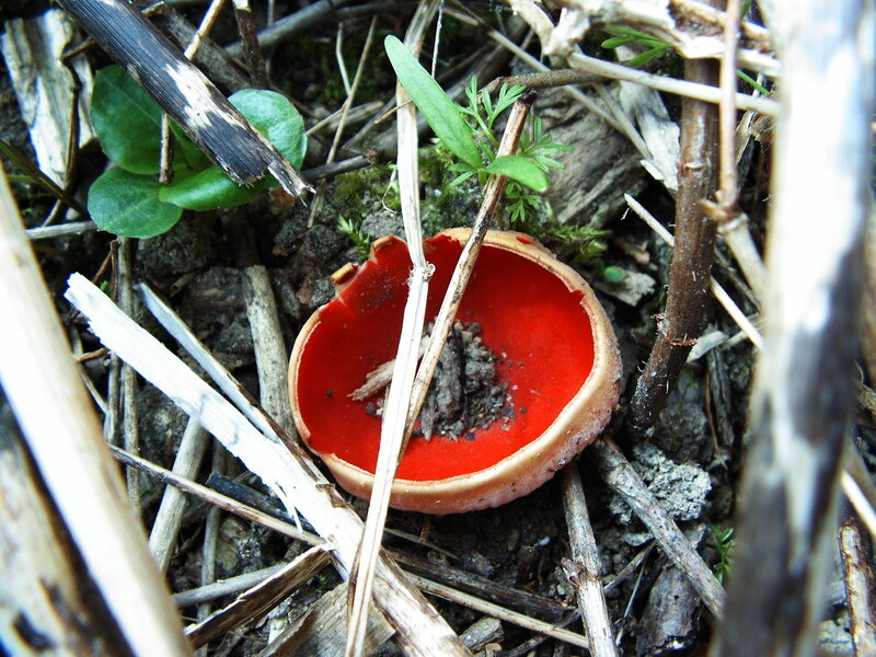 Red Cup Fungus