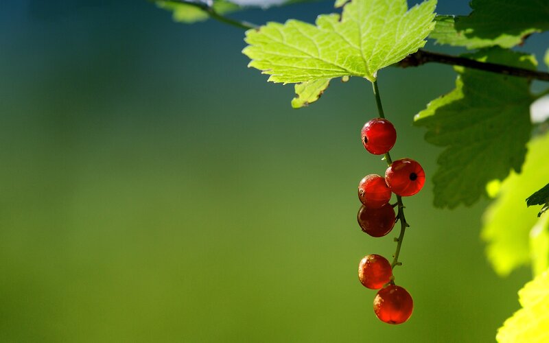 Red Currant Berries — Green