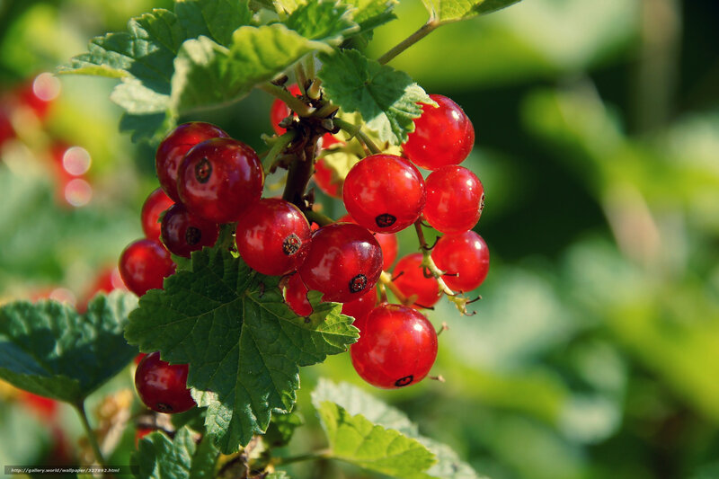 Red Currant Berries — Natural, Afternoon, Photograph
