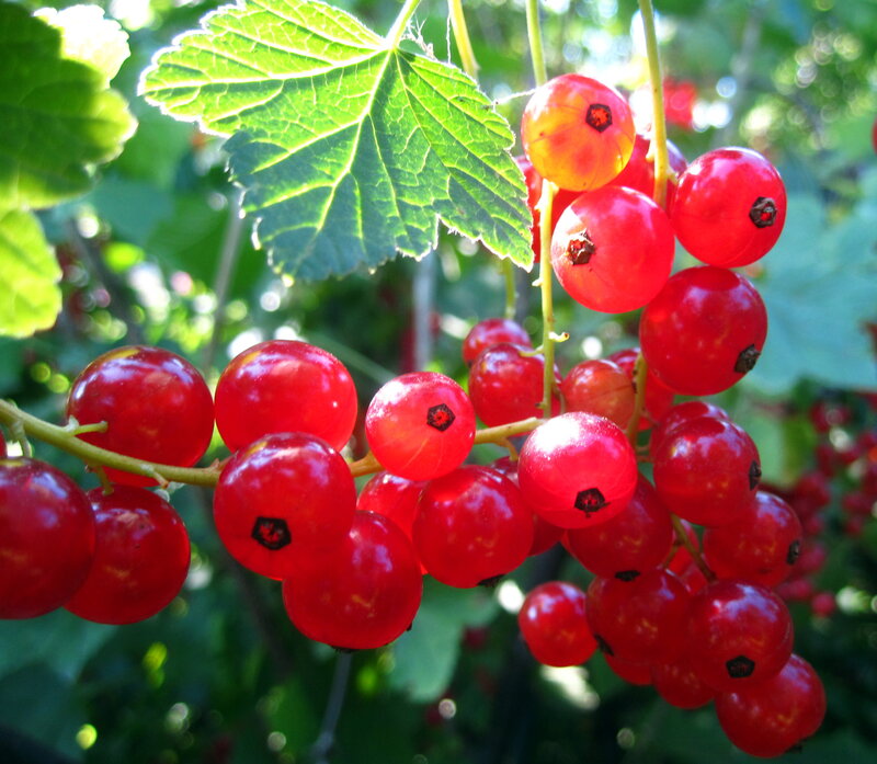 Red Currant Berries — Natural, Afternoon