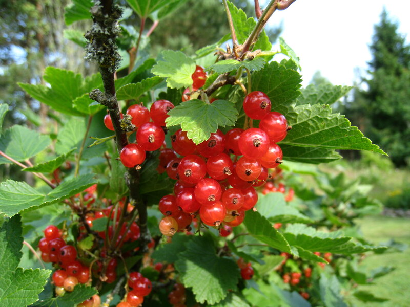 Red Currant Berries — Natural, Summer, Photograph, Leaves