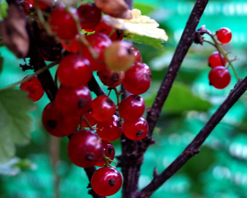 Red Currant Berries — Natural, Summer, Photograph