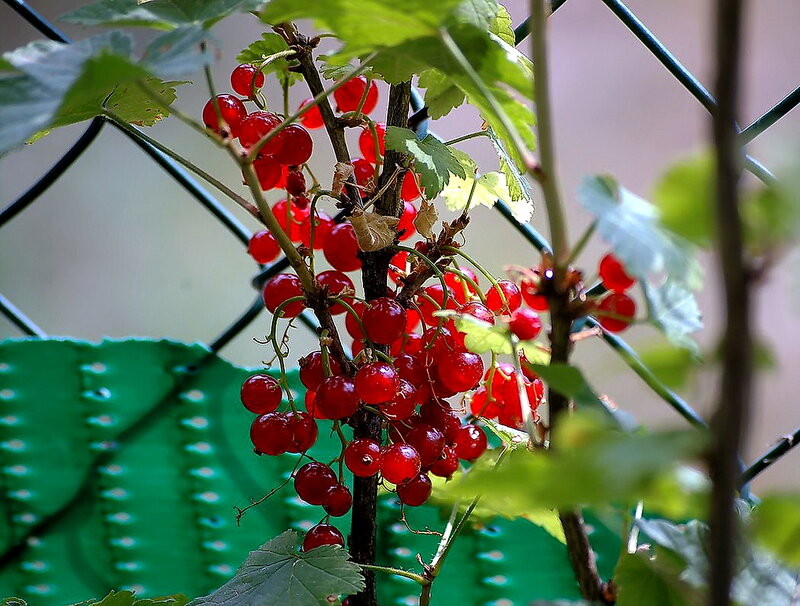 Red Currant Berries — Natural, Summer