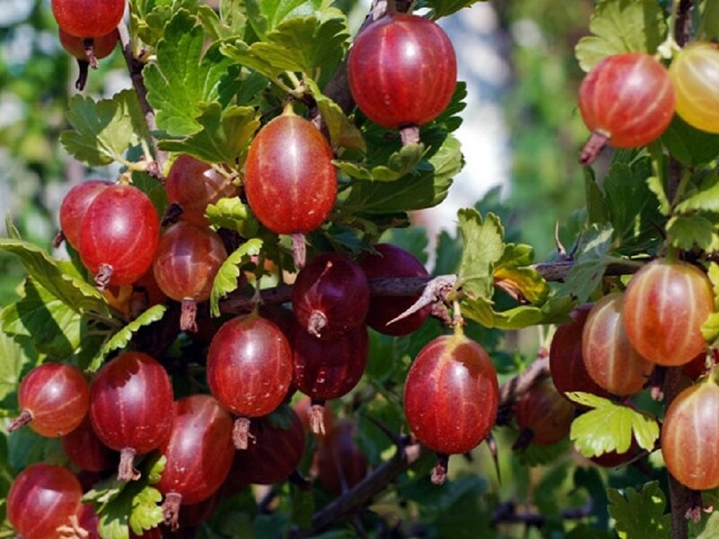 Red Currant Berries on Bush — Natural