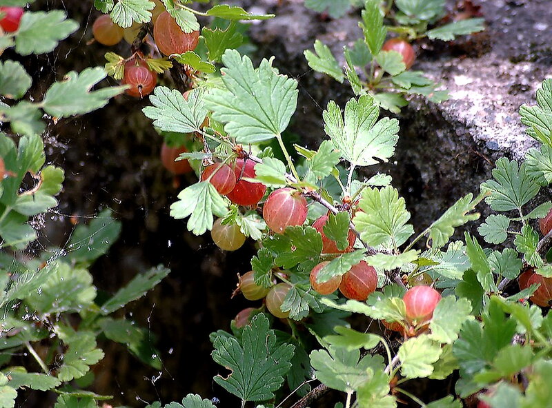 Red Currant Berries on Bush
