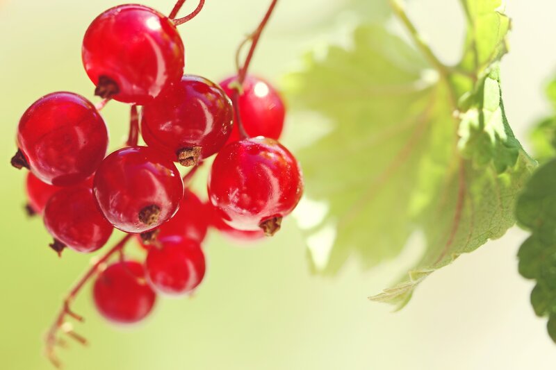 Red Currant Berries — Serene
