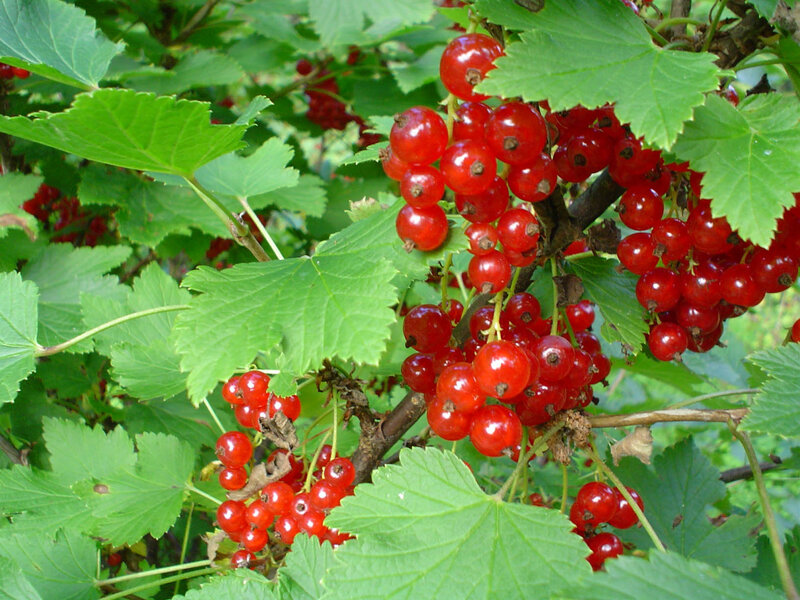 Red Currant Berries