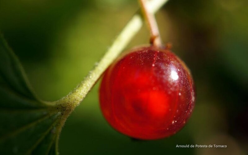 Red Currant on Branch