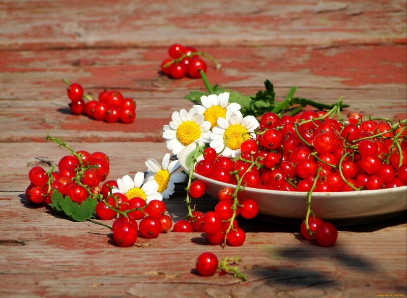 Red Currants and Daisies — Calm