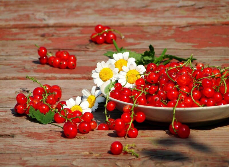 Red Currants and Daisies