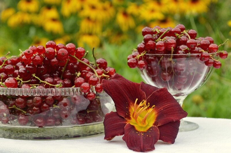 Red Currants and Flower