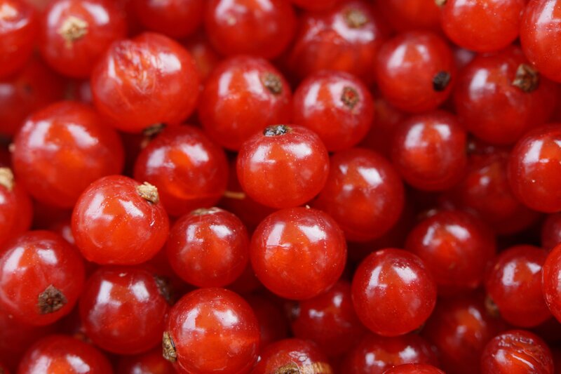 Red Currants Close-up