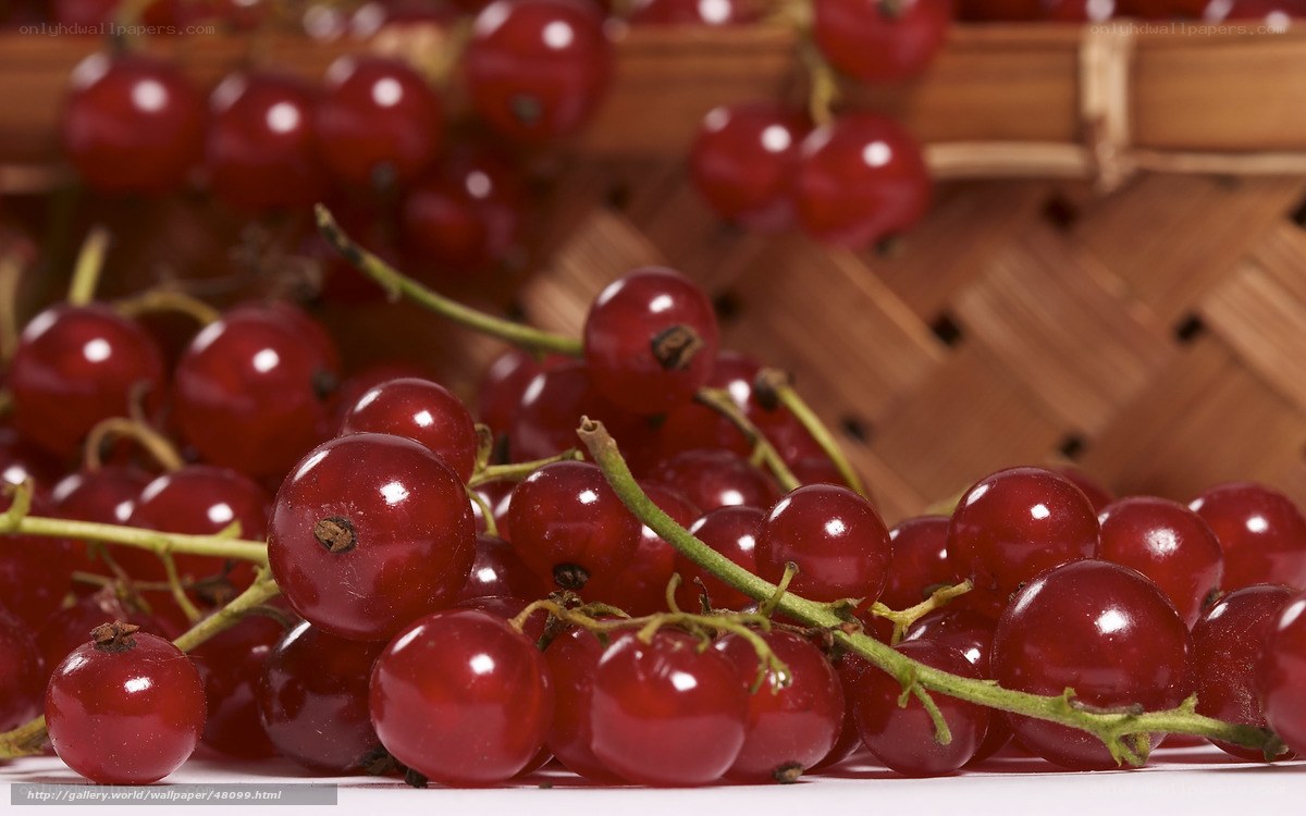 Red currants in a basket