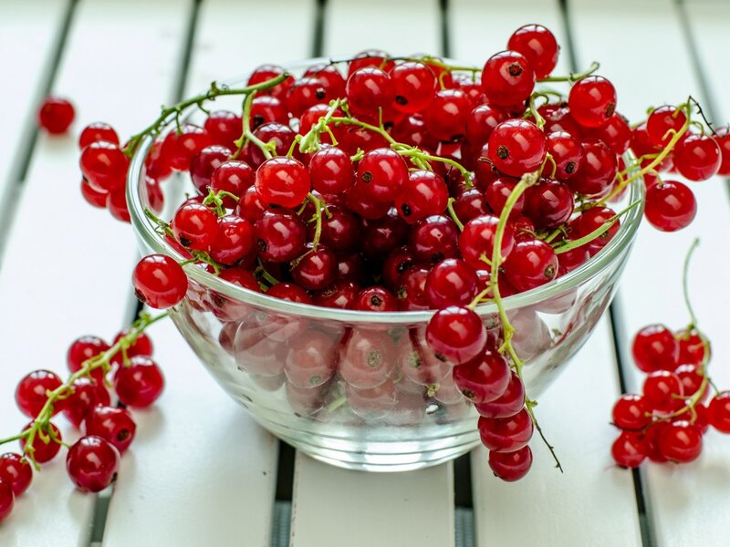 Red Currants in a Bowl — Fresh, Morning