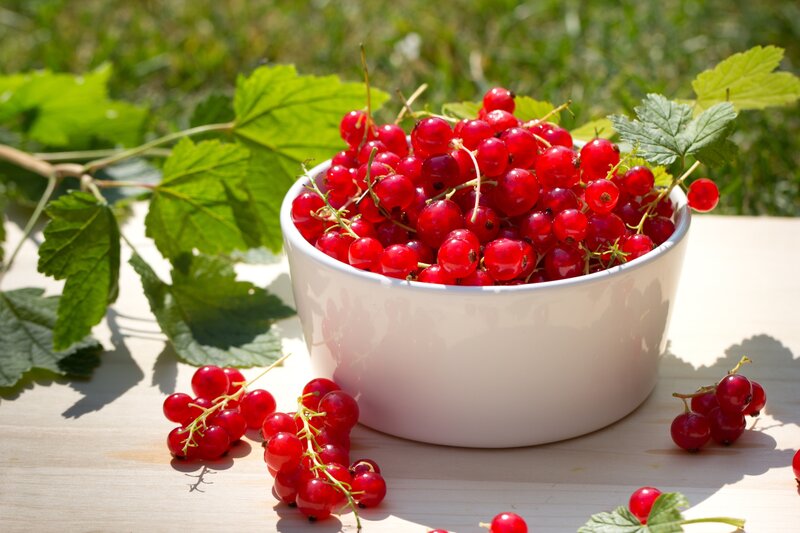 Red Currants in a Bowl — Natural, Afternoon