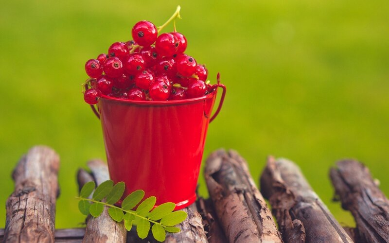 Red Currants in a Bucket