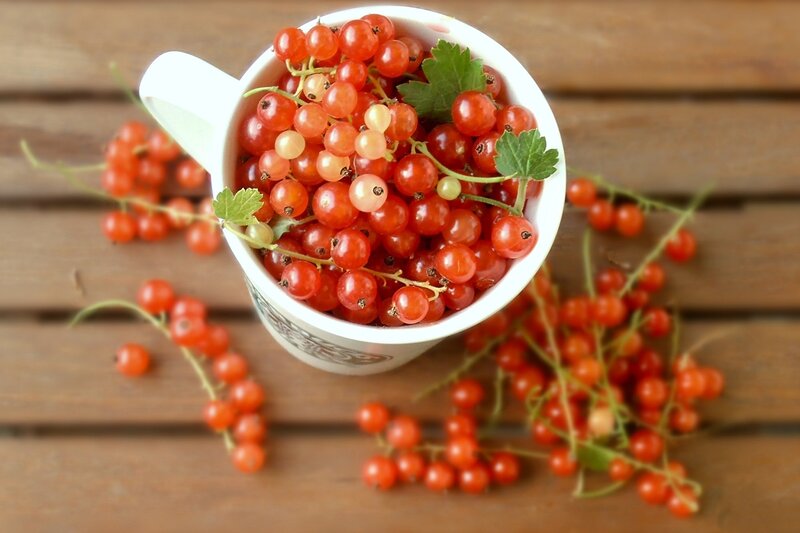 Red Currants in a Cup