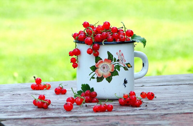 Red Currants in a Mug