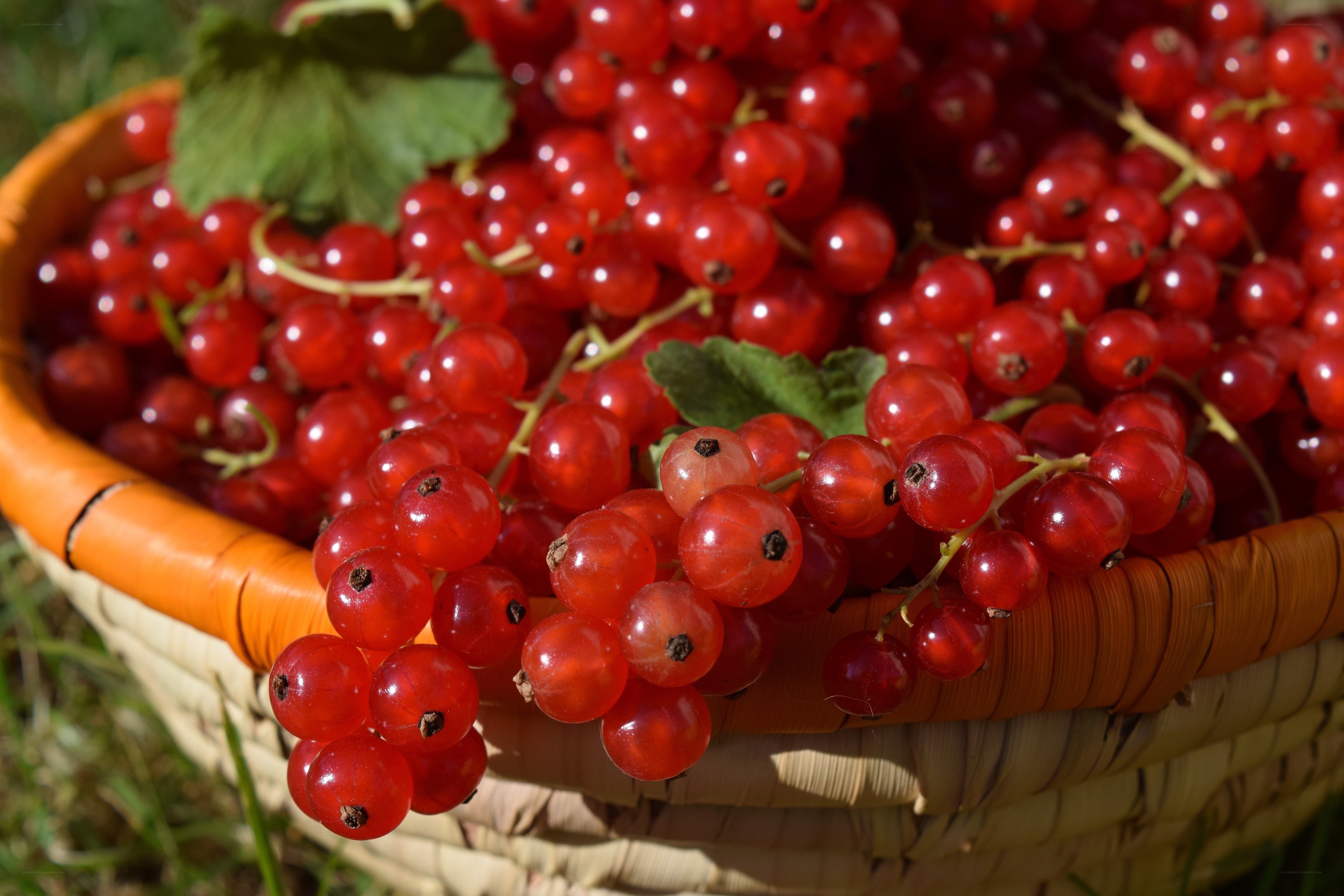 Red currants in a woven basket
