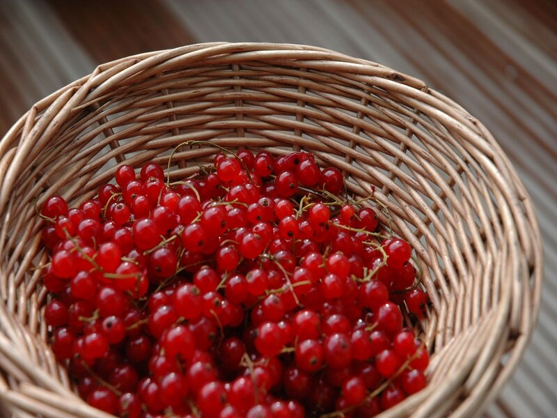 Red Currants in Basket — Natural, Photograph