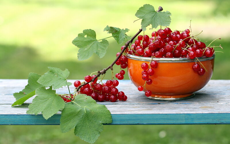Red Currants in Bowl