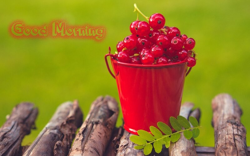 Red Currants in Bucket — Serene