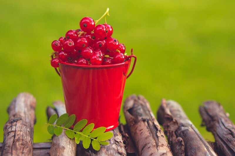 Red Currants in Bucket