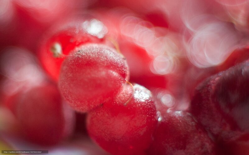 Red Currants in Cluster