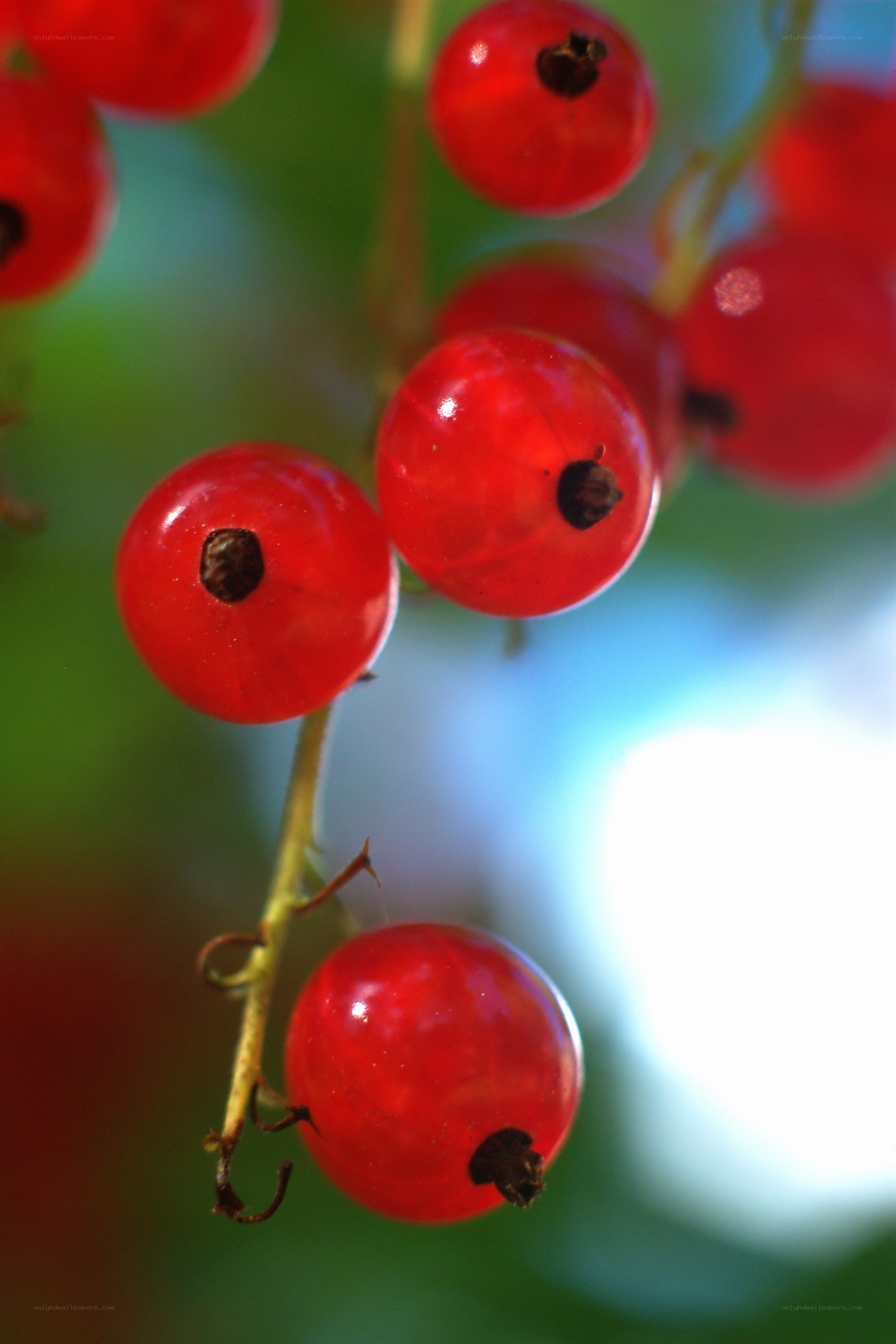 Red currants on a branch