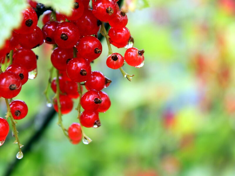 red currants on a branch