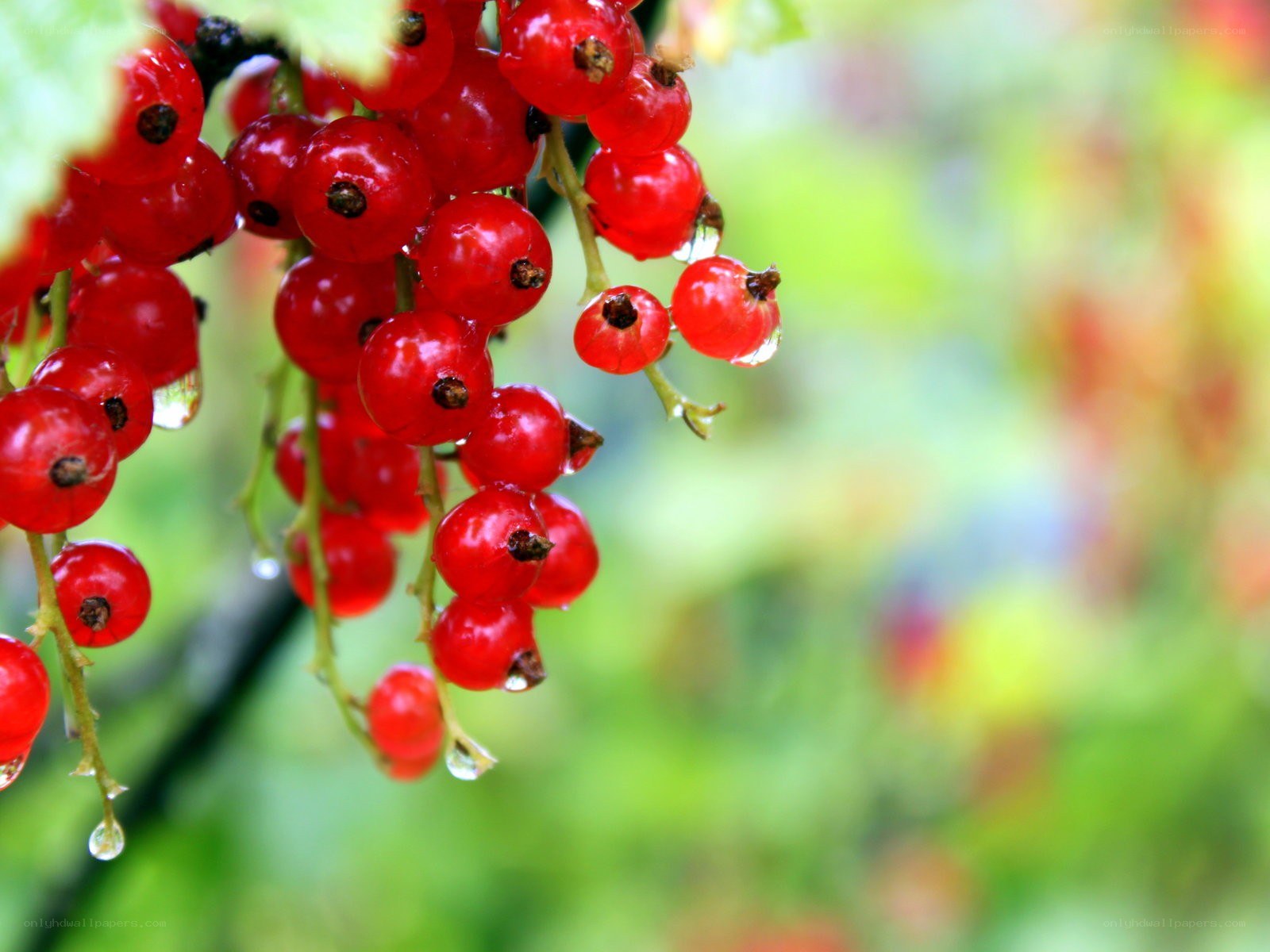 red currants on a branch