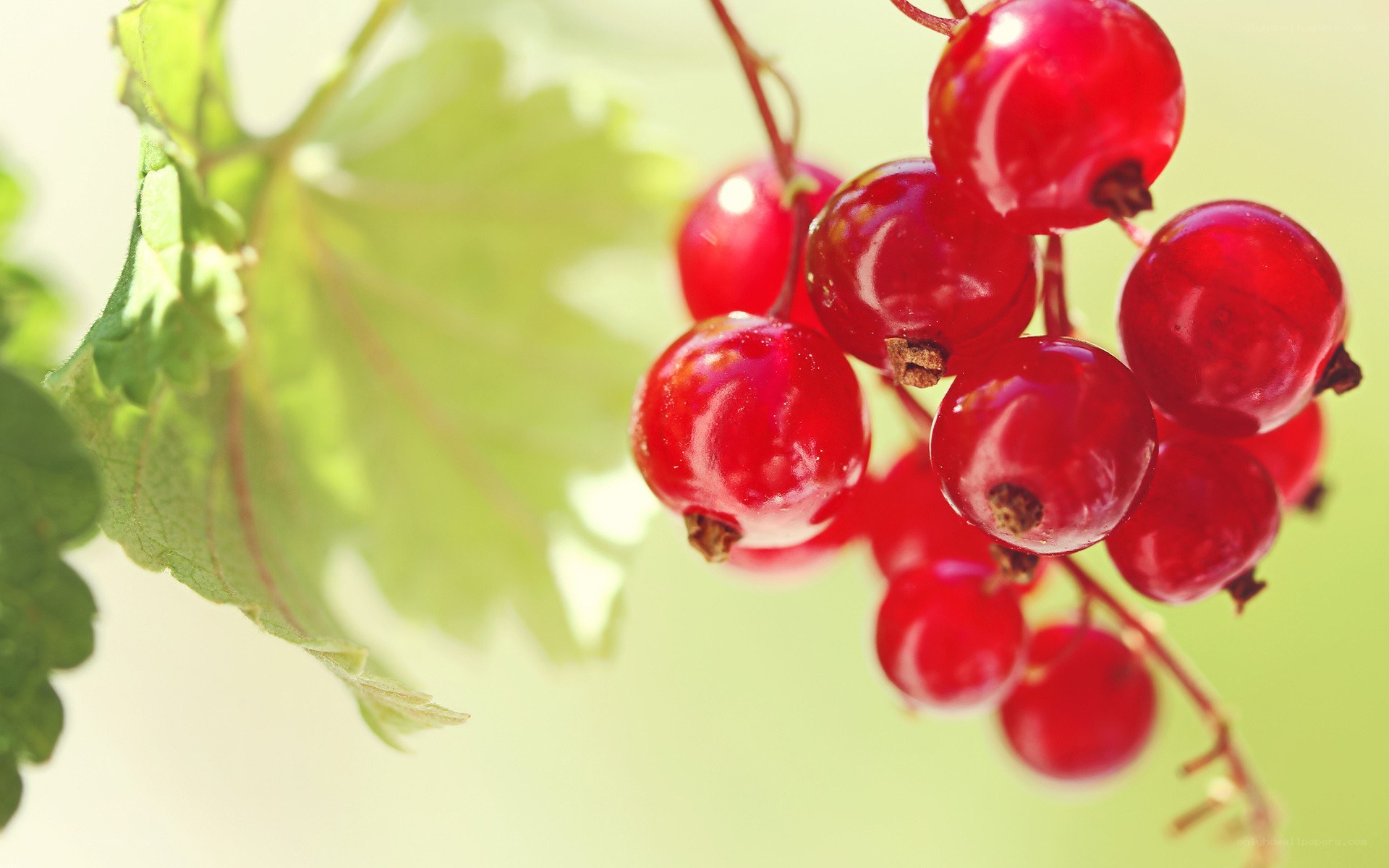 red currants on a branch