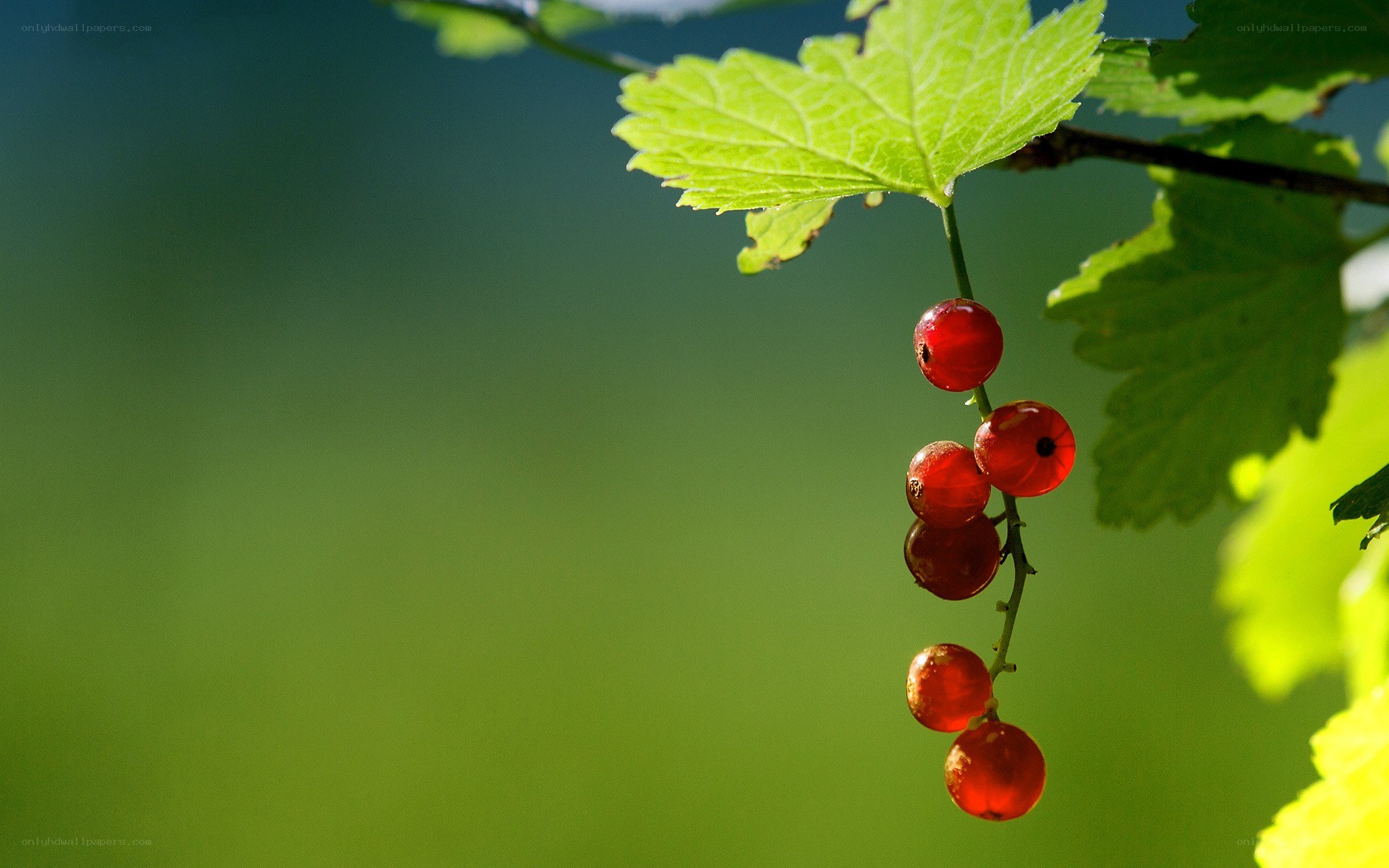 red currants on a branch