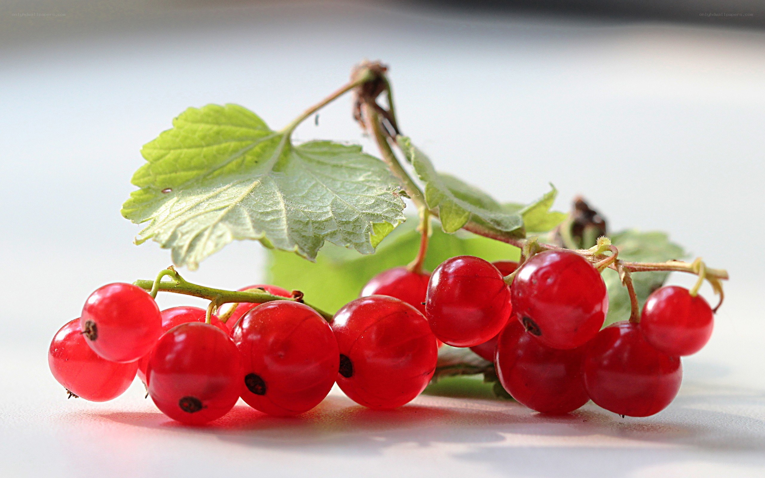 red currants on a branch