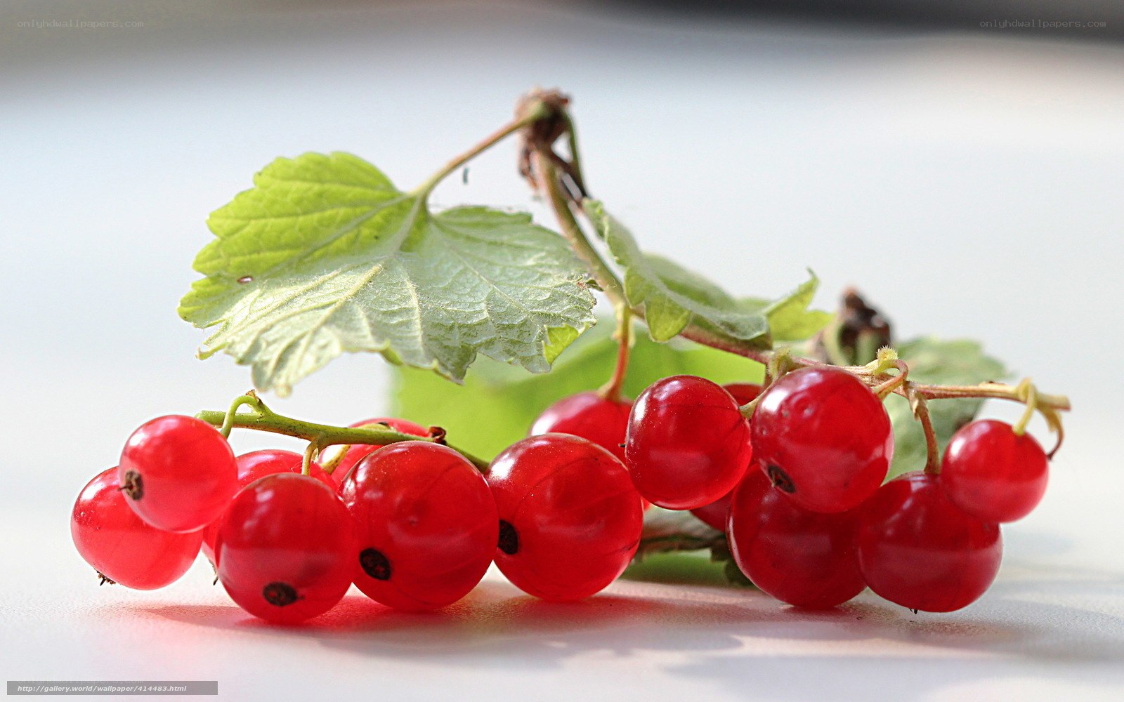 Red currants on a branch