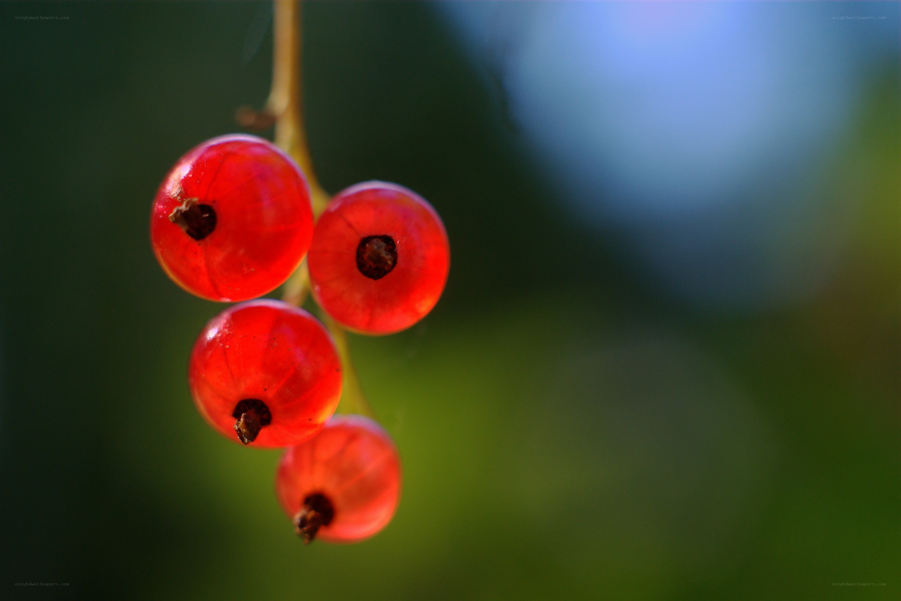 Red currants on a branch