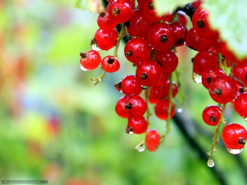 Red Currants on a Branch — Fresh