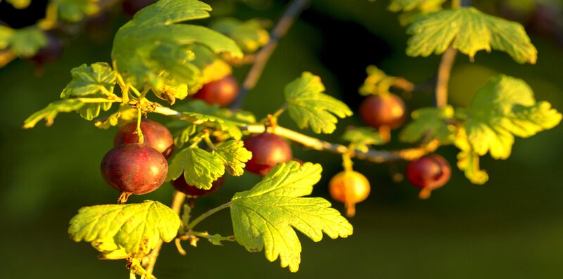 Red Currants on a Branch — Green