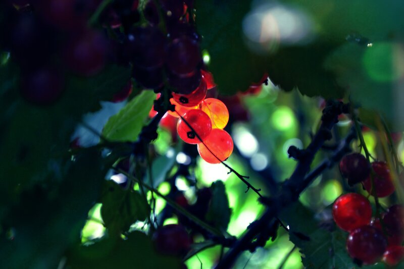 Red Currants on a Branch — Natural, Afternoon