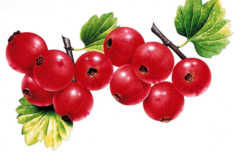Red Currants on a Branch — Natural, Illustration, Berries